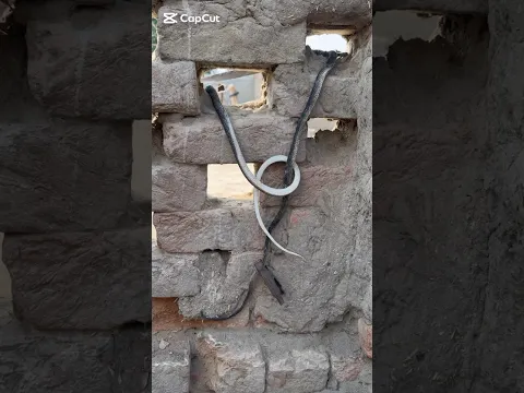 Snake Rescue Attempt | Safe Handling Village Area #shorts