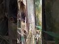 Download Lagu Penampakan sarang burung tledekan gunung di alam,mantap👍👍