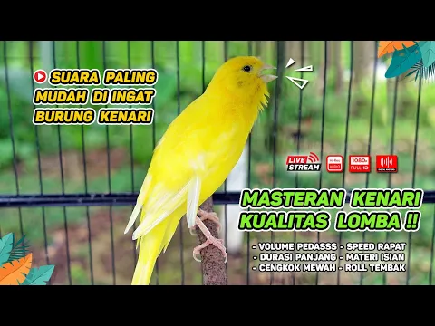 Download MP3 Kenari GACOR‼️ Masteran Burung Kenari PAUD dan Pancingan Kenari MACET BUNYI ( EPISODE 666)