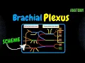 Brachial Plexus Scheme Quiz Anatomy