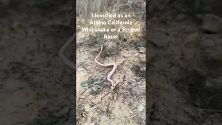 Albino Snake!!  This extremely rare albino striped racer or California whipsnake ￼#snake #snakes