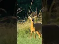 Download Lagu suara rusa untuk menarik rusa 🦌 suara rusa 😱