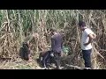 Download Lagu GEGER ULAR DITEBANGAN TEBU DESA MADIGONDO.