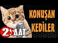 Lagu Konuşan Kediler 2 SAAT - Sinema Tadında Komik Kediler
