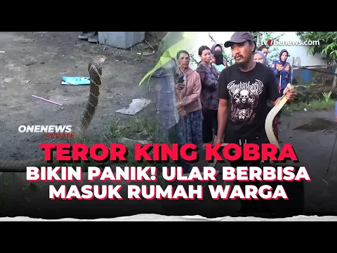 King Kobra 3 Meter Masuk Rumah, Anak 5 Tahun Nyaris Diserang