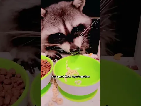 The stuck raccoon #animal #tiktok