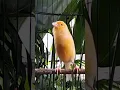 Download Lagu KENARI malas bunyi, Terapi untuk kenari masteran canary #canarysingtraining #kanareyka #canário