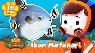 Ikan ini sudah punya hidangan lezat yang siap disantap: DI KULITNYA SENDIRI! | Leo Si Penjaga Alam
