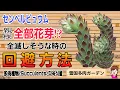 Download Lagu 親株全部花芽！全滅しそうな時の回避方法/センペルビュウム2025年6月25日　#雪国で育てる多肉 #多肉植物 #増やし方