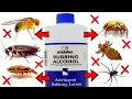 How to Use Rubbing Alcohol to Eliminate Pests in the House - DUST MITES COCKROACHES ANTS FLIES