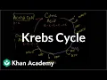 Krebs citric acid cycle Cellular respiration Biology Khan Academy