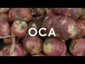 Download Lagu In Season Now | Oca