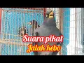 Download Lagu Suara pikat jalak kebo @Jonmanorsa 