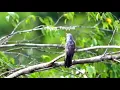 Download Lagu Burung Tutit tutit Menyeramkan Saat Berkicau