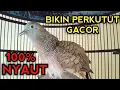 Download Lagu PERKUTUT BANGKOK GACOR SUARA AMPUH UNTUK PANCINGAN 99% BIKIN PERKUTUT BANGKOK CEPAT GACOR 