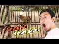 Review dan cara merawat Burung ciung air gacor ,cuma 4 hari