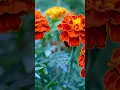 Download Lagu Marigold flower or Bunga Tahi ayam for health #shorts