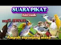 Download Lagu SUARA PIKAT BURCIL, KUTILANG, SOGON, PRENJAK KOMBINASI SEMPURNA BUAT PIKAT LANGSUNG NYAUT ANTI ZONK