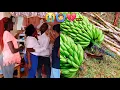 Download Lagu from kisii with bananas and miwa only to 💔find her husband having s@x with another lady🙆‍♂️