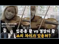Download Lagu (ENG)입문용 바이올린 활 vs 명장의 활, 소리 차이가 있을까? (블라인드 테스트 있음. 도전해보세요)