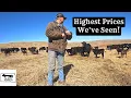 How Our Steers Did At The Sale Barn