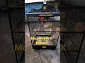 Download Lagu Mozken Gacor ( Silangan Mozambik Dan Kenari ) #burung #kicaumania #burungsultan #mozambik #shorts