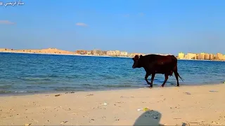فجأة لقيتها وكنت فاكرها عروسة البحر دندنها