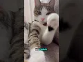 Perfecte beste vriendin🌸#catshorts