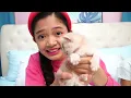Lagu Kaycee’s Adorable New KITTENS (we got three!) | KAYCEE WONDERLAND