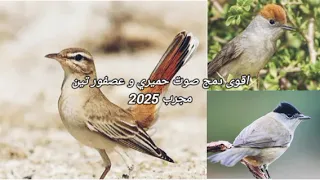 اقوى دمج صوت حميري و عصفور تين مجرب 2025 