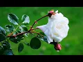 Download Lagu Amour Divin - Michel Pépé