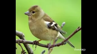 صوت طائر الصلنج رقم ١ للصيد  صوت طائر الصلنج رقم ١ للصيد