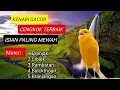 Download Lagu Kenari Gacor | Cengkok Terbaik Isian Paling Mewah #kenarigacor #kicaumania #kenari