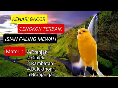 Download MP3 Kenari Gacor | Cengkok Terbaik Isian Paling Mewah #kenarigacor #kicaumania #kenari