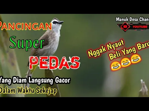 Download MP3 NGGAK NYAUT BELI BARU !! pancingan trucukan super pedas | yang diam langsung gacor