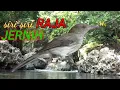 Download Lagu Suara masteran SIRI SIRI RAJA | JERNIH