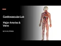 Circulatory System Major Arteries Veins