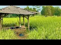 Download Lagu Suara Burung Alami di Sawah | Menenangkan \u0026 Menenangkan Pikiran