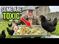NEVER Feed These Kitchen Scraps to Your Chickens They Can Be FATAL