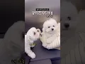 정후루 추천 영상 1