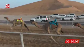 الشوط 5 الذاير لـ حمدان حمد محمد سعيد الدرعي 6 19 49 شارة الديوان 2025 09 14 ايذاع الرقيعات 