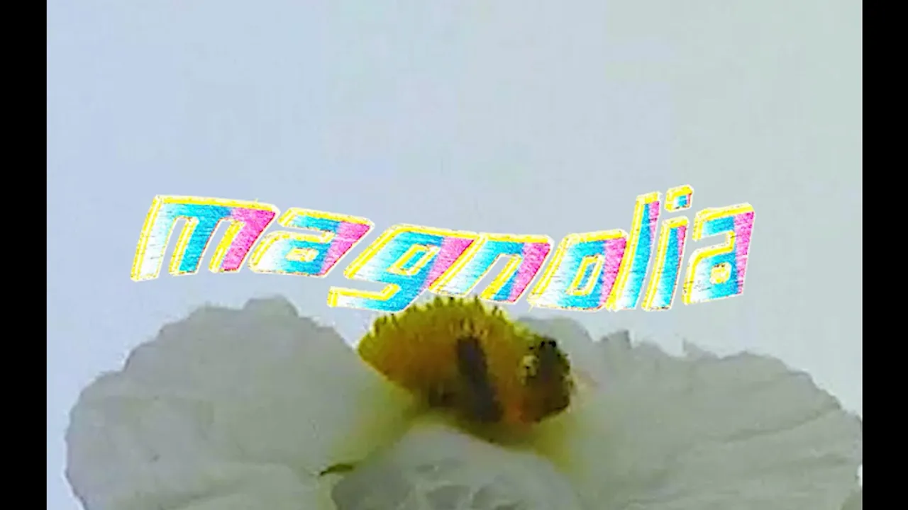 Fashion Jackson, Rain on Fridays - Magnolia