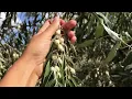 The European Olive Tree Olea europaea Oleaceae family A Closer Look at its Morphology and Habitat