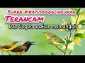 Download Lagu Suara Pikat Sogon Indukan Terancam Kombinasi Sogon anakan memanggil