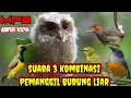 Download Lagu suara pikat burung pleci sogon kemade cigun dan prenjak ribut memanggil burung liar ampuh a52
