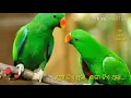 Download Lagu Sua tia thila sari tia thila ...odia song...