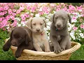 Labrador Retriever Puppies for Sale