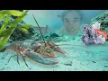 Lagu Raising a Grocery Store Lobster as a Pet