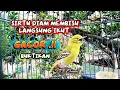 Download Lagu SIRTU GACOR MEMANGGIL LAWAN, BIKIN SIRTU JADI GACOR@srfchannel3881 