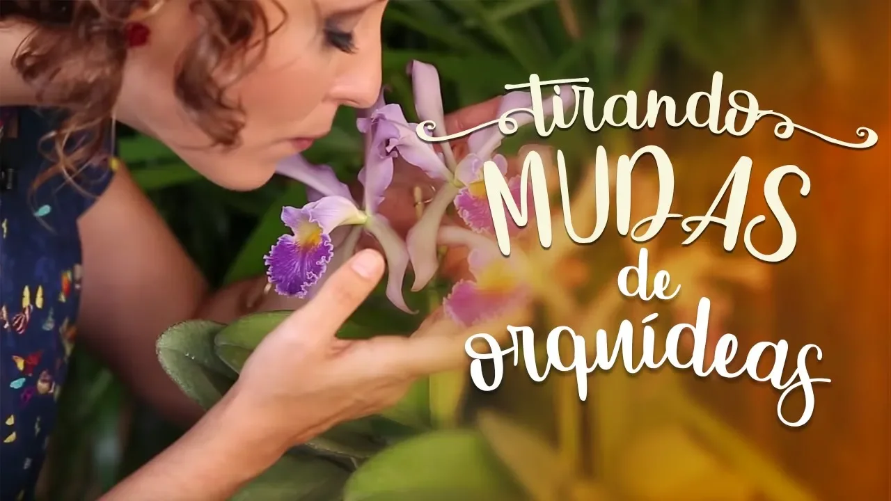 APRENDA A TIRAR MUDA DE ORQUÍDEA SUPER FÁCIL